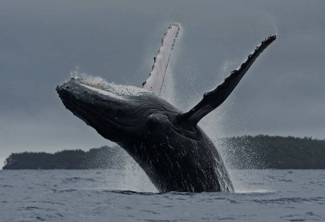 A humpback whale breaching