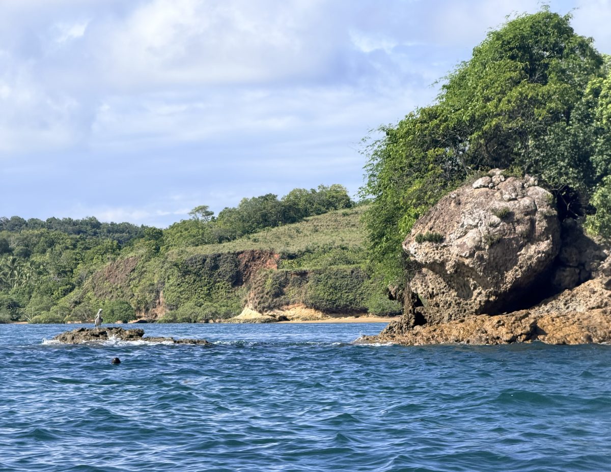 A pelican on a rock below the cliffs