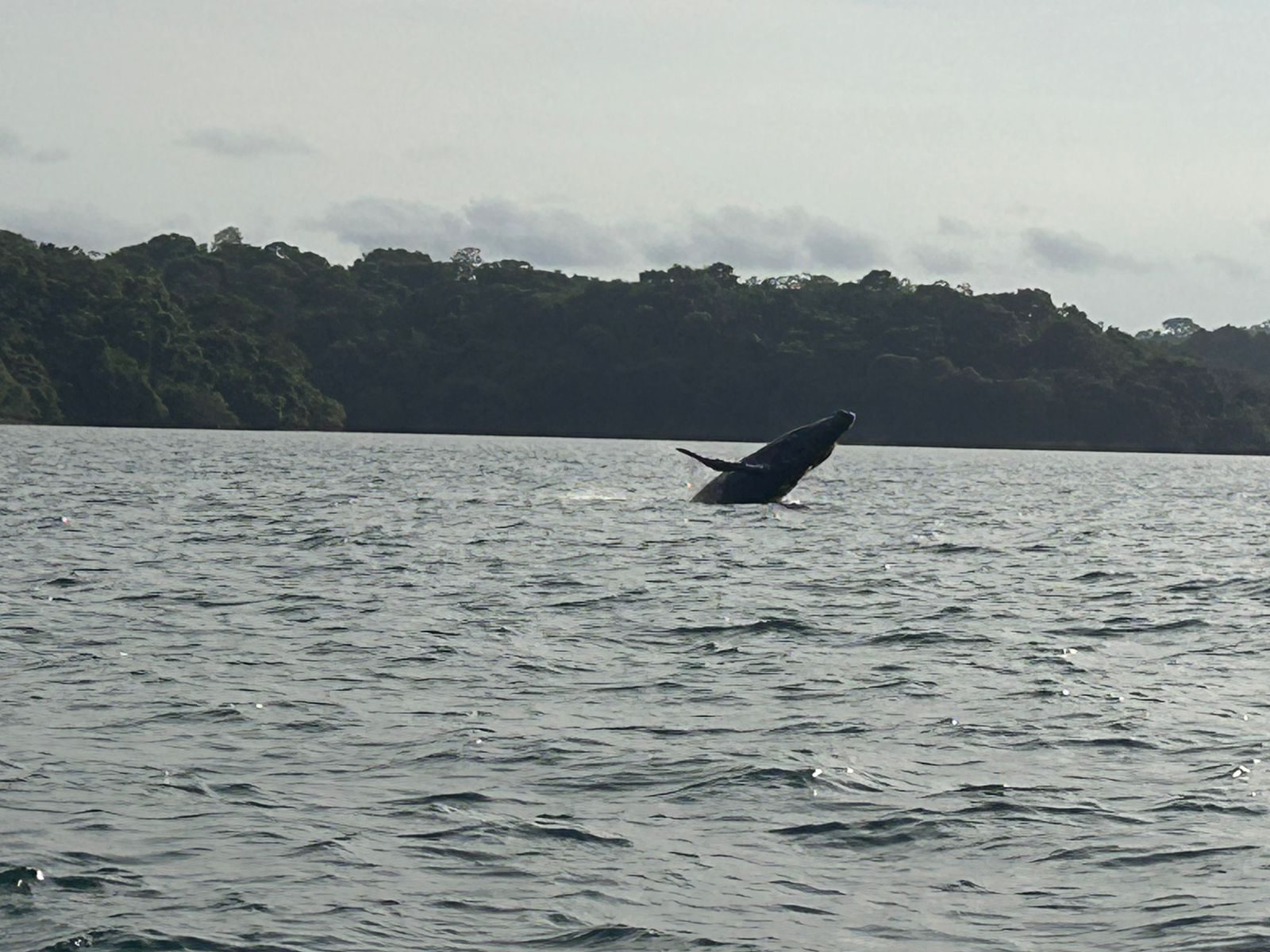 A whale breaching in front of the El Refugio coastline